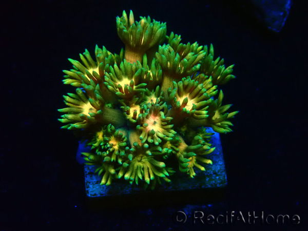 WYSIWYG Goniopora 9F1