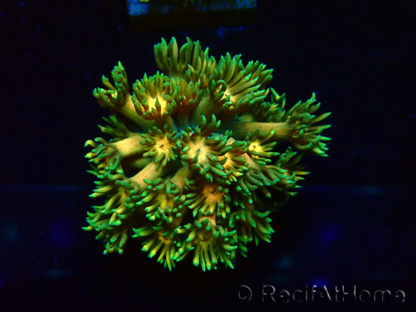 WYSIWYG Goniopora9F2