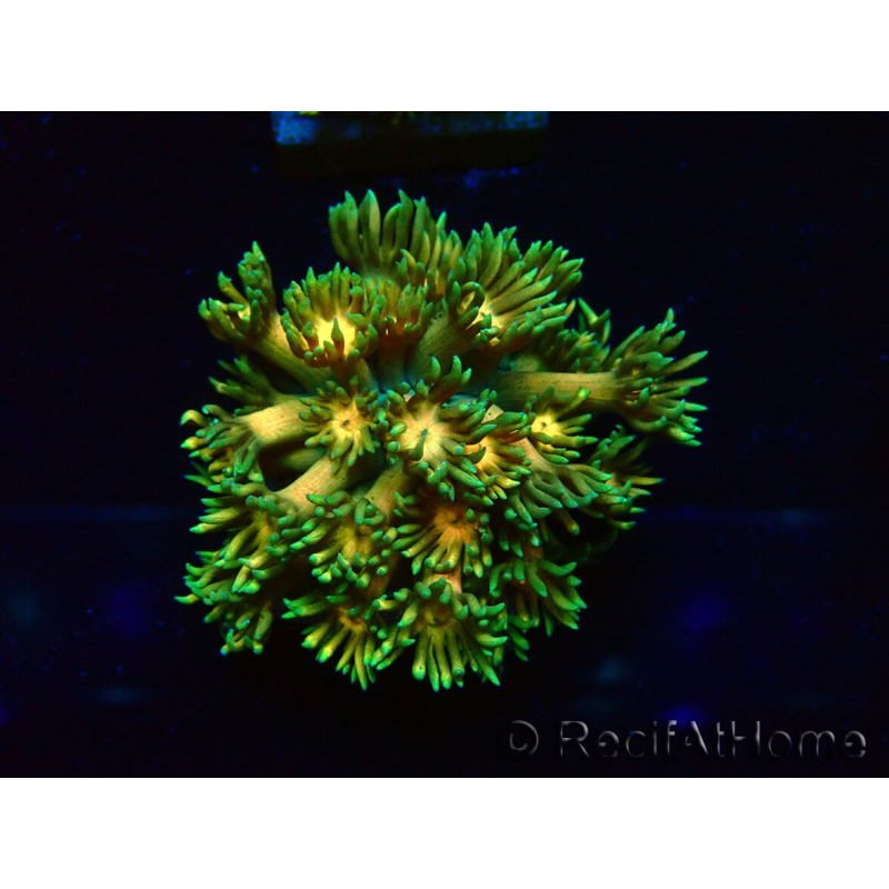WYSIWYG Goniopora9F2