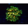 WYSIWYG Goniopora9F2