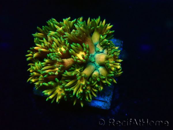 WYSIWYG Goniopora 9F3