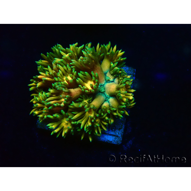 WYSIWYG Goniopora 9F3