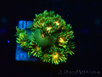WYSIWYG Goniopora 9F4