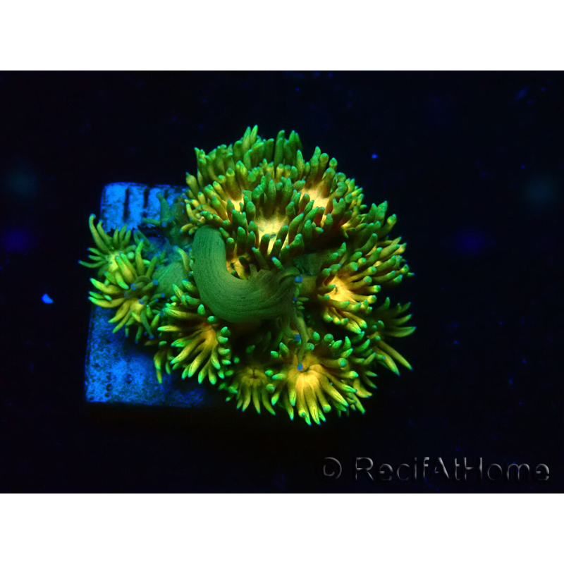 WYSIWYG Goniopora 9F4