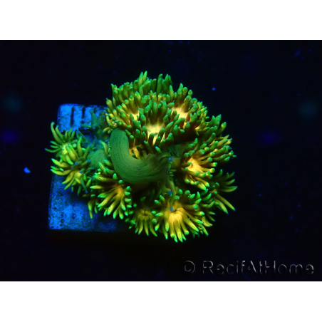 WYSIWYG Goniopora 9F4