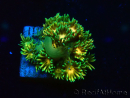 WYSIWYG Goniopora 9F4