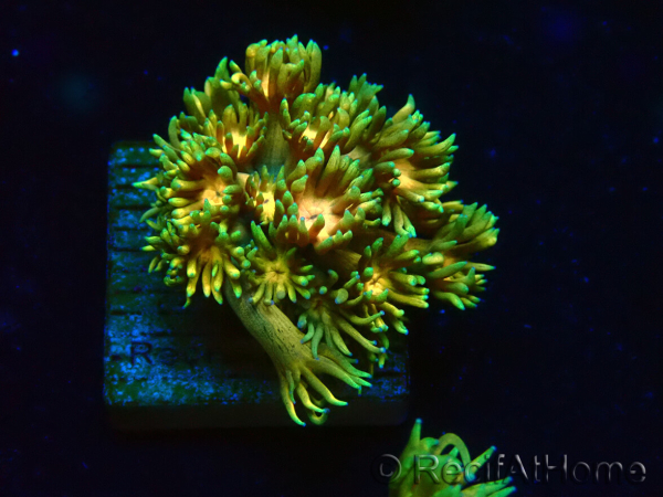 WYSIWYG Goniopora 9F5