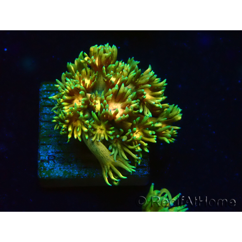 WYSIWYG Goniopora 9F5