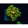 WYSIWYG Goniopora 9F5