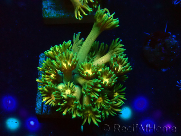 WYSIWYG Goniopora 9F6