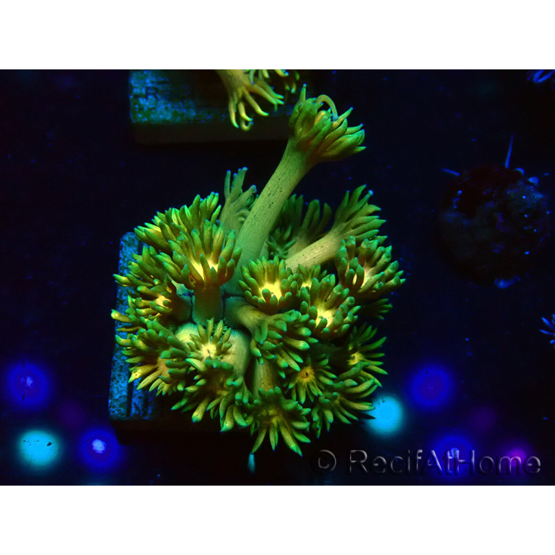 WYSIWYG Goniopora 9F6