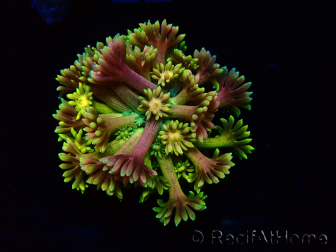 WYSIWYG Goniopora 9O1