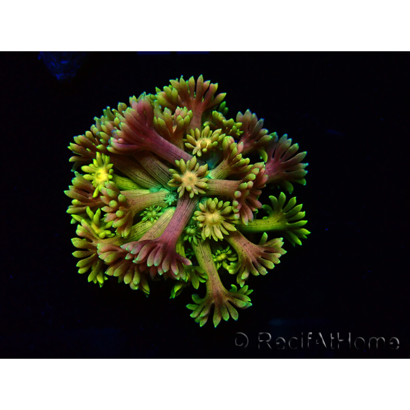 WYSIWYG Goniopora 9D1