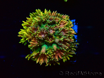 WYSIWYG Goniopora