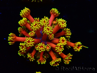 WYSIWYG Goniopora 9D3