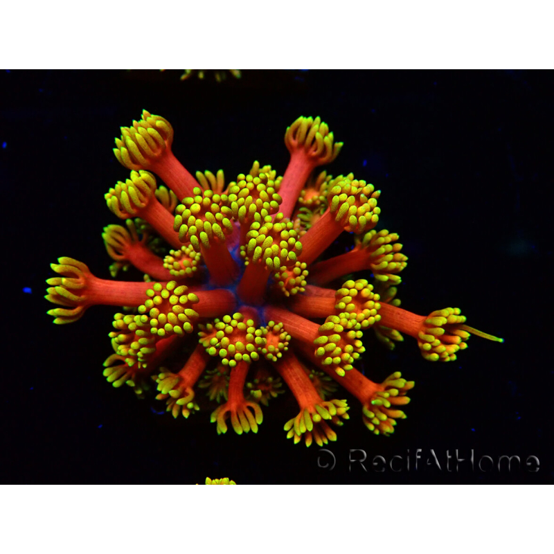 WYSIWYG Goniopora 9D3