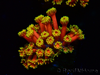 WYSIWYG Goniopora 9D4