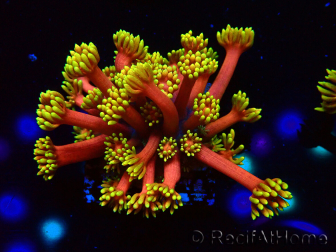 WYSIWYG Goniopora 9D6