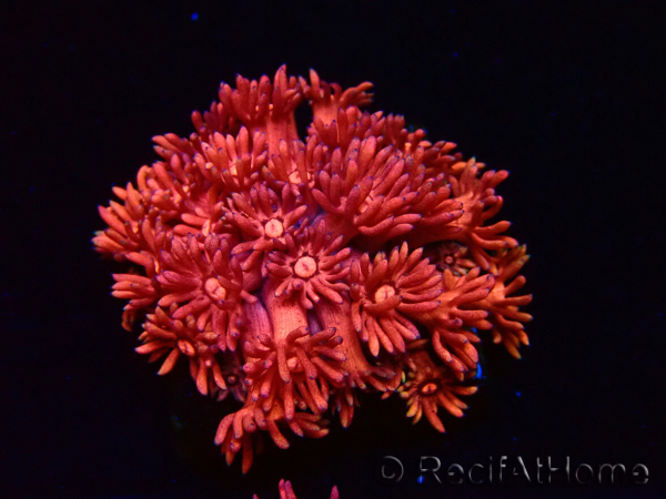 WYSIWYG Goniopora 9P