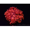 WYSIWYG Goniopora 9P