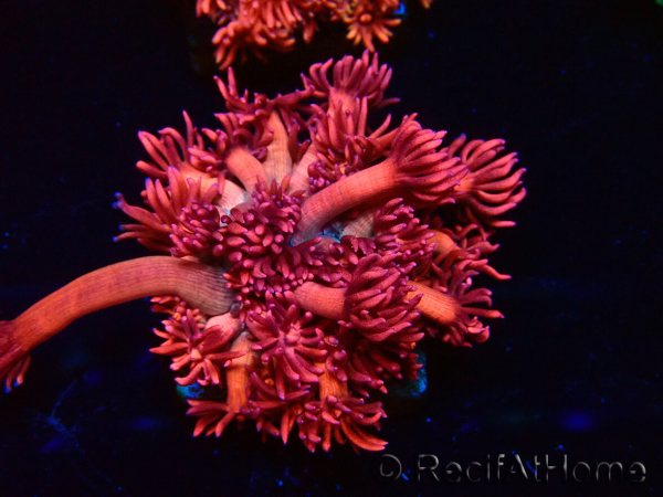 WYSIWYG Goniopora 9P