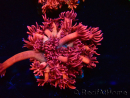 WYSIWYG Goniopora 9P