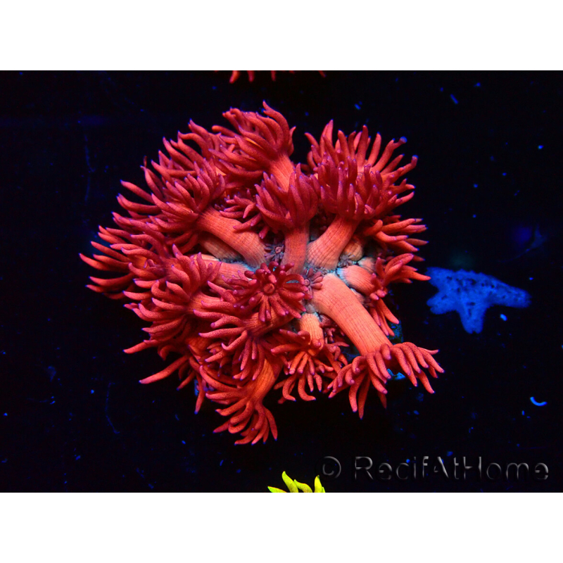 WYSIWYG Goniopora 9P3