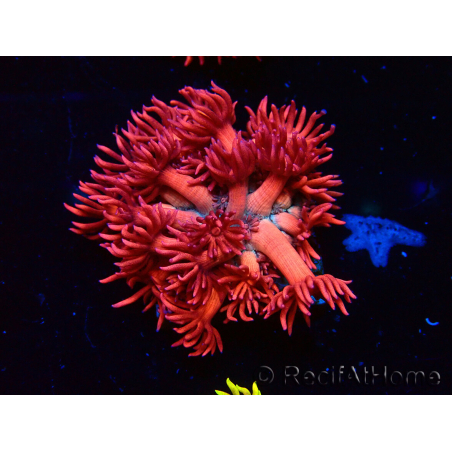 WYSIWYG Goniopora 9P