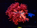 WYSIWYG Goniopora 9P