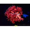 WYSIWYG Goniopora 9P