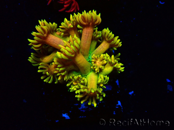 WYSIWYG Goniopora 9P