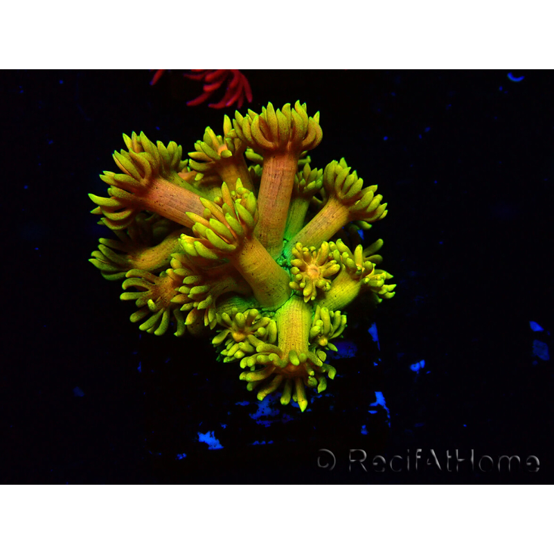 WYSIWYG Goniopora 9P