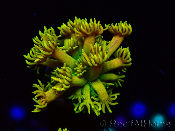 WYSIWYG Goniopora 9P