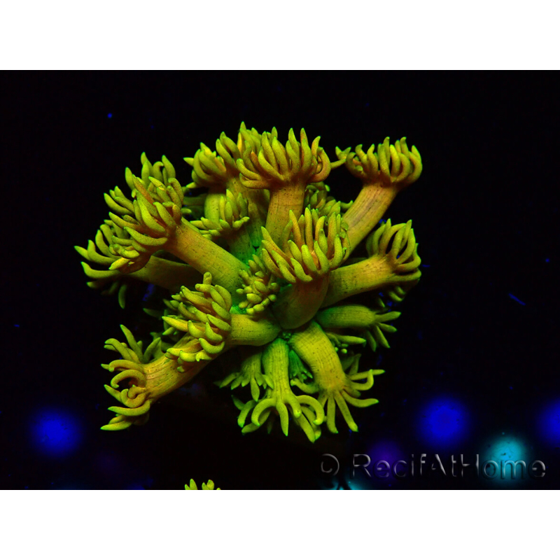 WYSIWYG Goniopora 9P5
