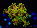 WYSIWYG Goniopora 9P