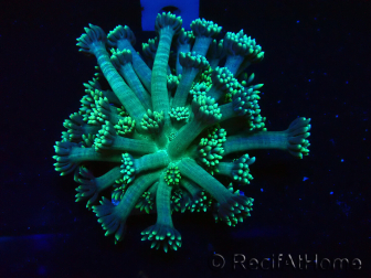 WYSIWYG Goniopora 9Q
