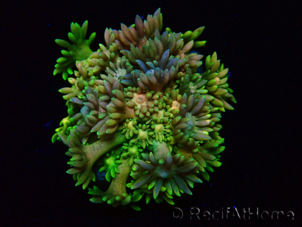 WYSIWYG Goniopora 9R