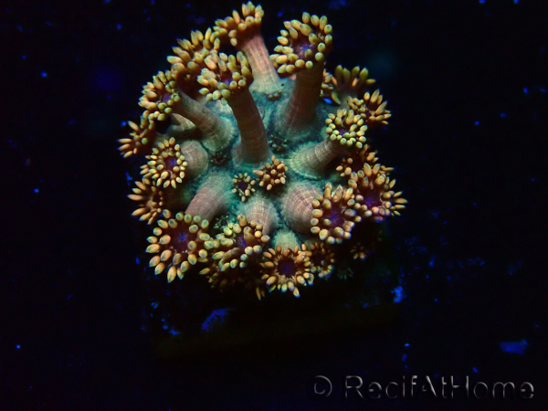 WYSIWYG Goniopora 9R