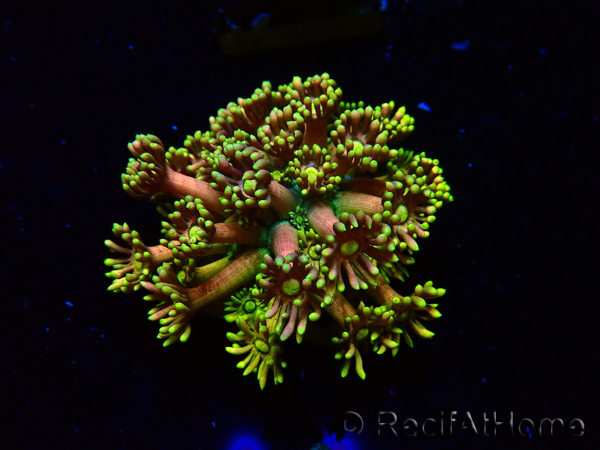 WYSIWYG Goniopora 9R