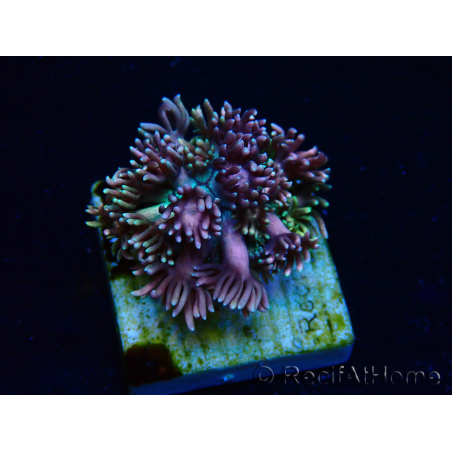WYSIWYG Goniopora 9E1