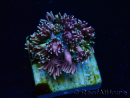 WYSIWYG Goniopora 9E1