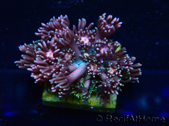 WYSIWYG Goniopora9E2
