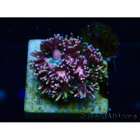 WYSIWYG Goniopora 9E3