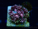 WYSIWYG Goniopora 9E3