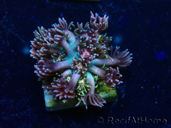 WYSIWYG Goniopora 9E4