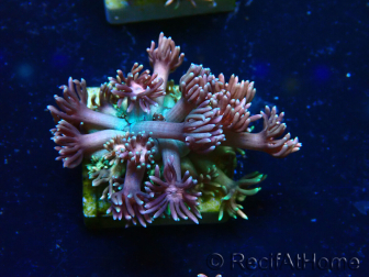 WYSIWYG Goniopora 9E5