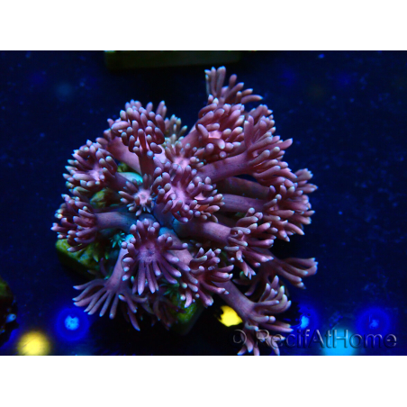 WYSIWYG Goniopora 9E6