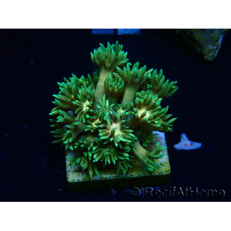 WYSIWYG Goniopora 9F1