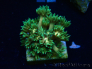 WYSIWYG Goniopora 9F1