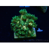 WYSIWYG Goniopora 9F1